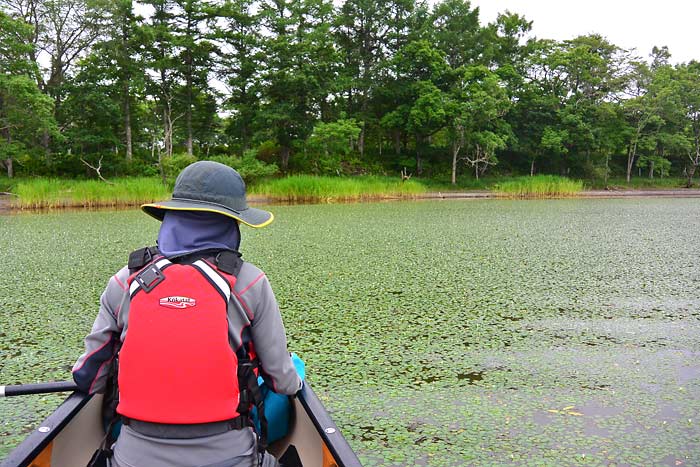 釧路川湿原部の川下り 塘路湖