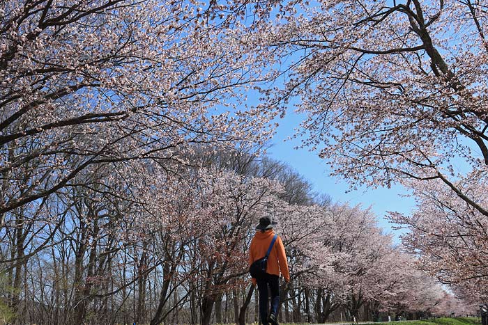 西舎桜並木(優駿さくらロード)