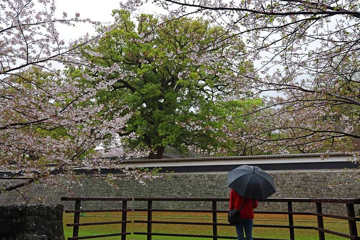 熊本城長塀