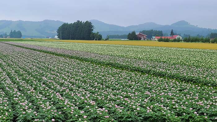 ジャガイモの花 十勝の農村風景