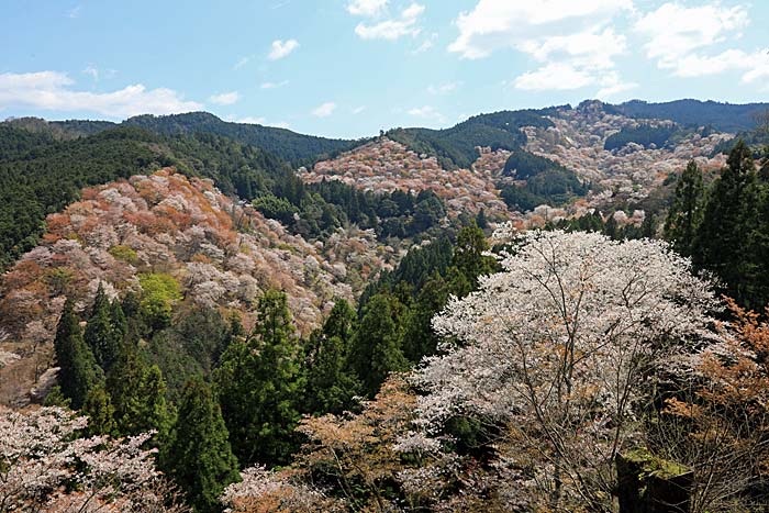 吉野山